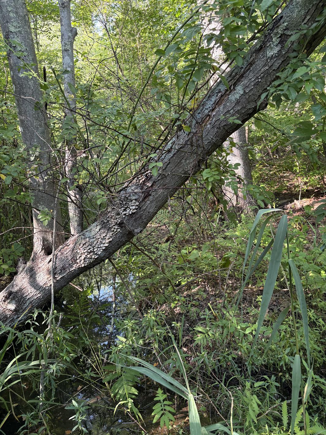 Leaning Tree
