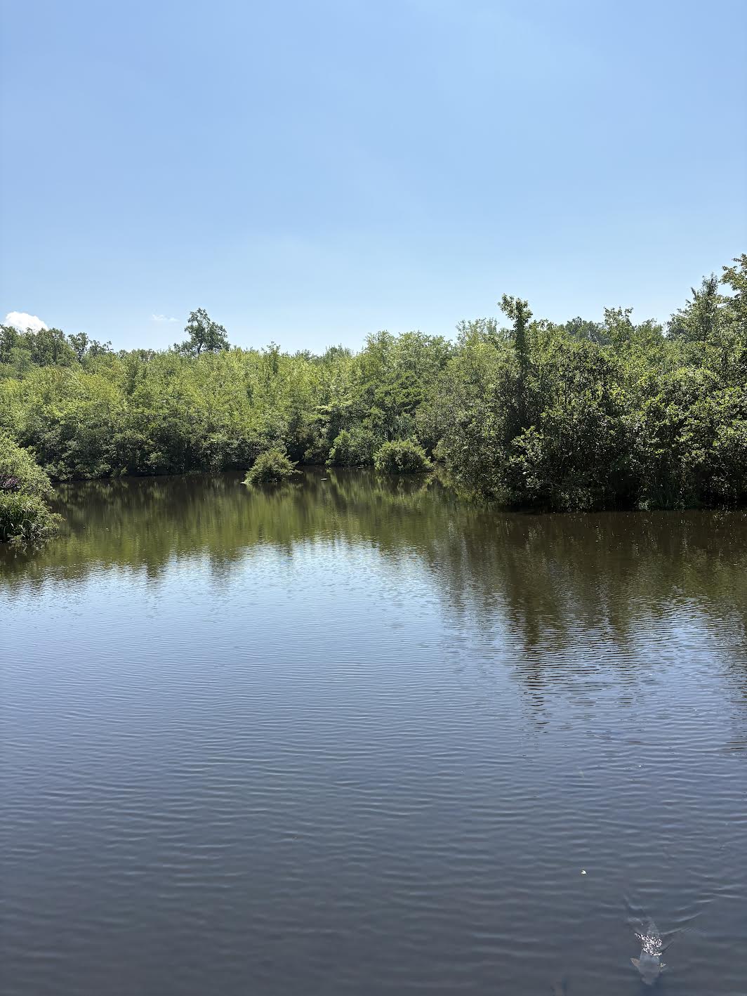 Pond