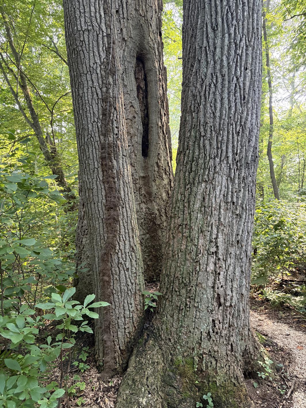 Triple Trunk Tree