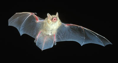 Tri-colored Bat